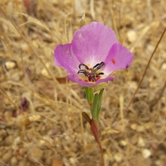 Clarkia tenella
