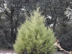 Juniperus thurifera