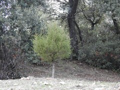 Juniperus thurifera