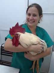 Gallus gallus domesticus