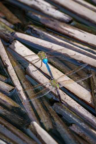 iNaturalist observation photo of Common Green Darner
