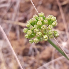 Asteriscium chilense