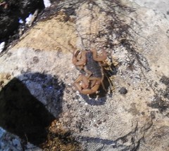 Centruroides ochraceus