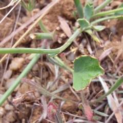 Asteriscium chilense