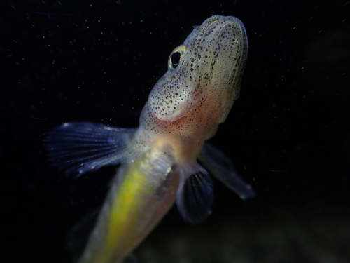 Isaza goby (Gymnogobius isaza) — Gobiidae — 5