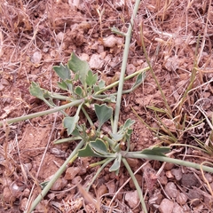 Asteriscium chilense