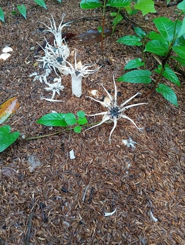 Star-headed Stinkhorn