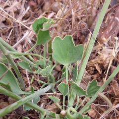 Asteriscium chilense