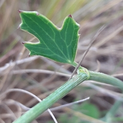 Asteriscium chilense