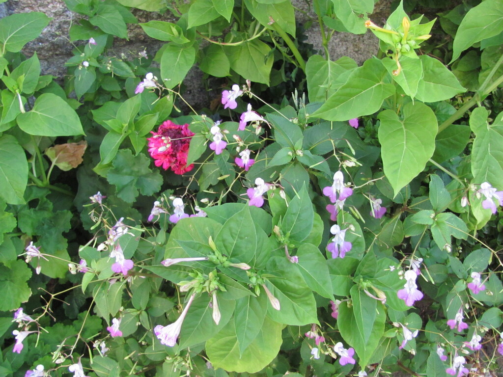 Impatiens balfourii, 6360 Celorico da Beira, Portugal