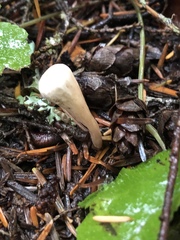 Clavariadelphus ligula