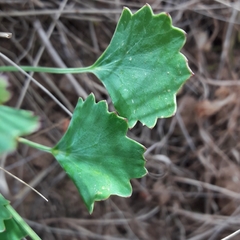 Asteriscium chilense