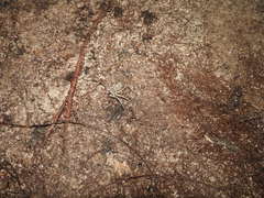 Paraphrynus raptator