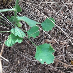 Asteriscium chilense