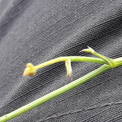 Asteriscium chilense