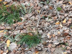 Dactylis glomerata hispanica