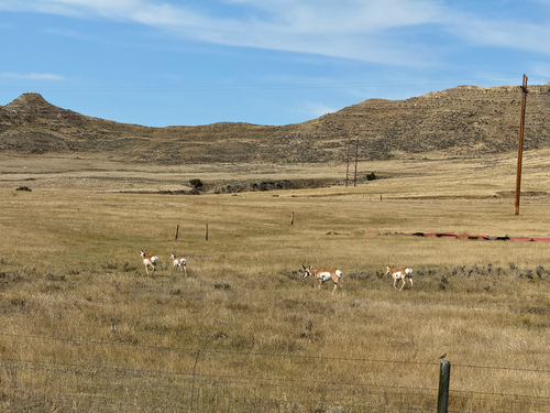 Pronghorn