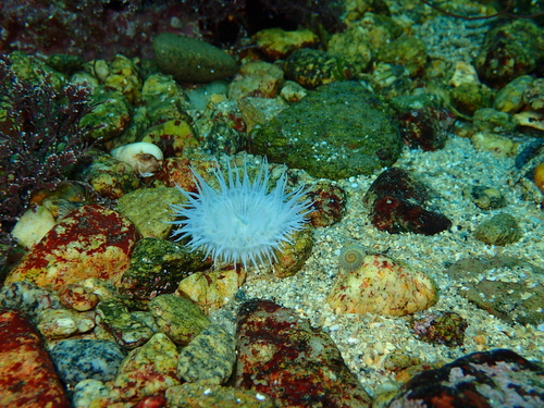 Cylista elegans