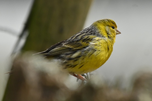 Island Canary, Ilha do Faial, Açores, Portugal, photo 8 of 10