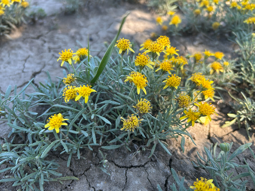 Oppositeleaf False Bahia (Picradeniopsis oppositifolia)