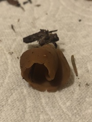 Otidea alutacea