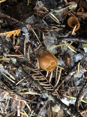 Otidea alutacea