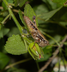 Phaedrotettix