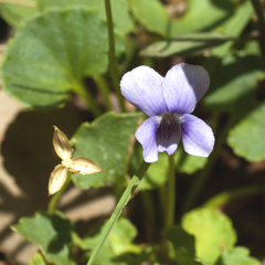 Viola perreniformis