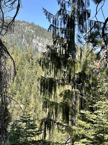 Picea breweriana, photograph 5