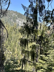 author not stated, no rights reserved Picea breweriana, photograph author not stated, no rights reserved