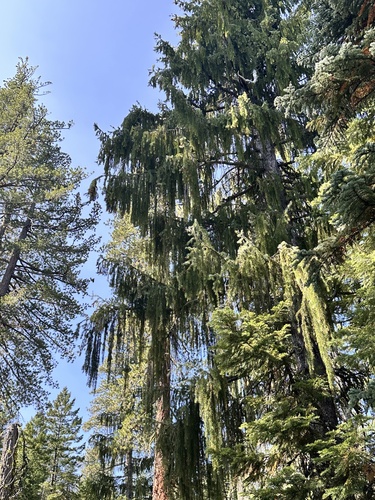 Picea breweriana, photograph 6