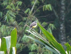 Motacilla flaviventris