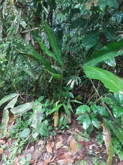 Cyclanthus bipartitus