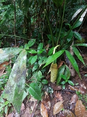 Cyclanthus bipartitus