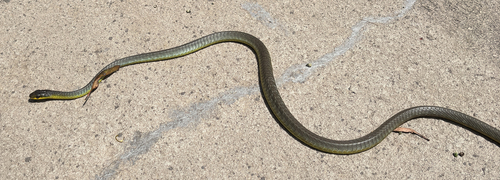 Common Tree Snake sighting