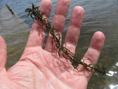 Lagarosiphon major