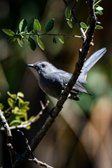 Dumetella carolinensis