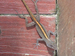 Anolis sagrei