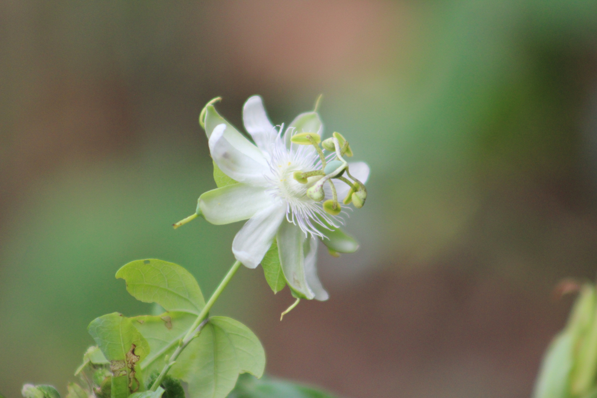 Passiflora tenuifila