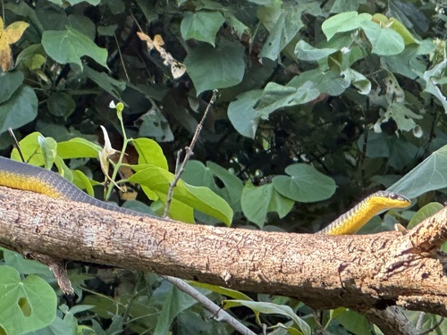 Common Tree Snake sighting