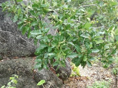 Quercus tuberculata