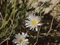 Xylorhiza
