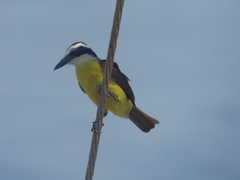 Pitangus sulphuratus