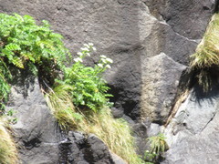 Anisotome