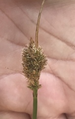 Carex athrostachya