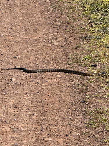 Tiger Snake sighting