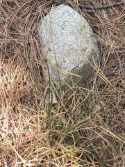 Carex athrostachya
