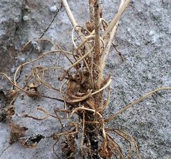 Phacelia crenulata ambigua