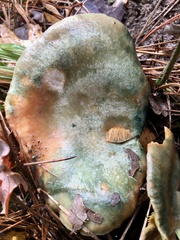 Lactarius semisanguifluus