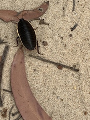 Polyzosteria limbata